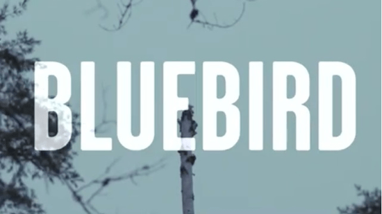 bluebird-film